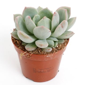 Echeveria secunda