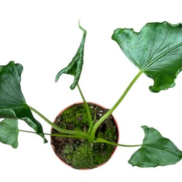 Alocasia 'Triangularis'