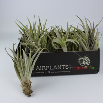 Tillandsia harrisii