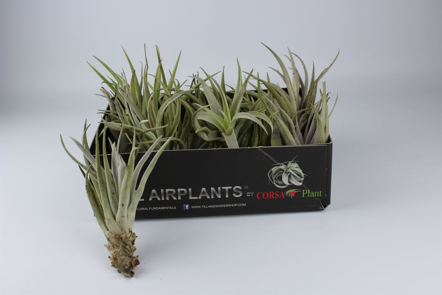 Tillandsia harrisii — Plant Wholesale FlorAccess