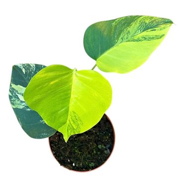 Monstera deliciosa 'Variegata Aurea'