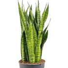 Sansevieria zeylanica