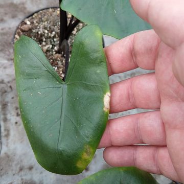 Alocasia macrorrhizos 'Black Stem'