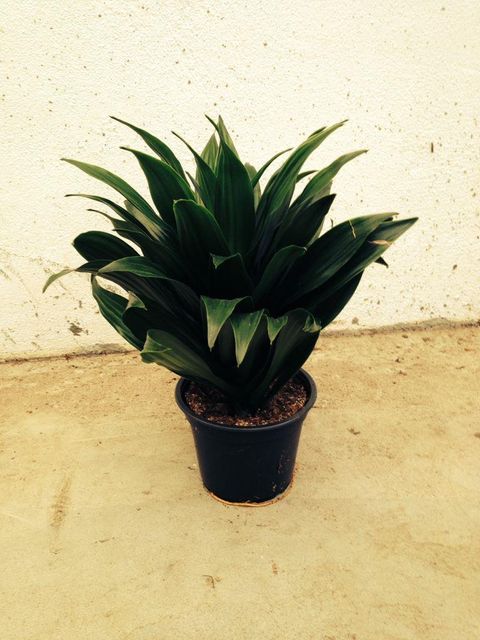 Dracaena fragrans 'Janet Craig Compacta'