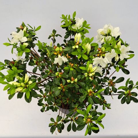 Rhododendron 'Pleasant White'