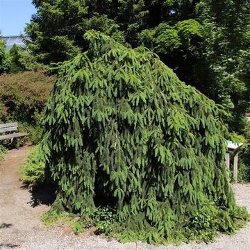 Picea abies 'Inversa'