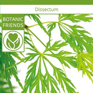 Acer palmatum 'Dissectum'