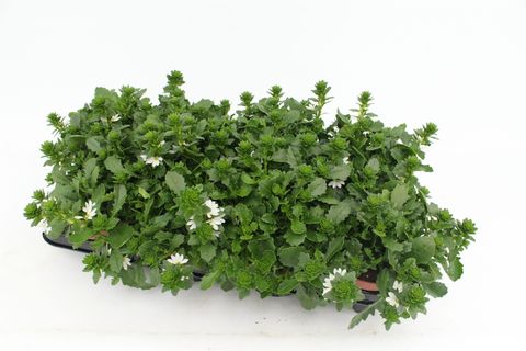 Scaevola WHIRLWIND WHITE