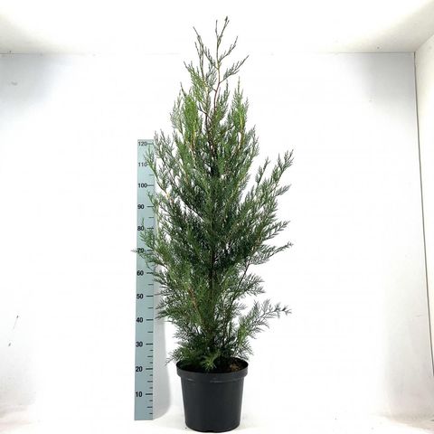 x Cupressocyparis leylandii 'Tweeduizendéén'
