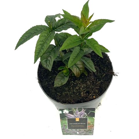 Veronicastrum virginicum 'Fascination'