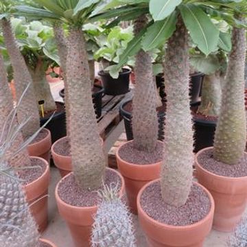 Pachypodium lamerei